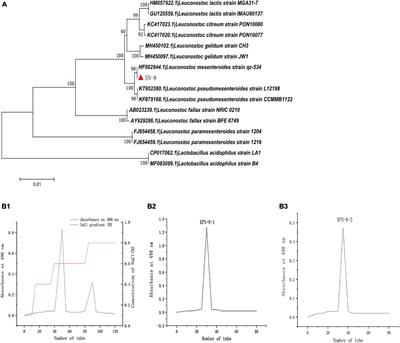 Purification, Structural Characteristics, and Biological Activities of Exopolysaccharide Isolated From Leuconostoc mesenteroides SN-8